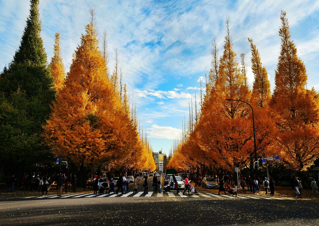 Járókelők a Meiji Jingu Gaien ginkgo fái között, Tokió, Japán