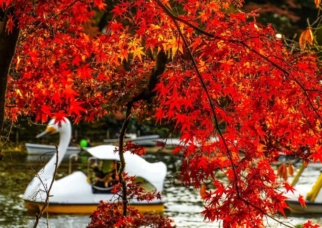 Vízibiciklik az Inokashira park taván, Tokió