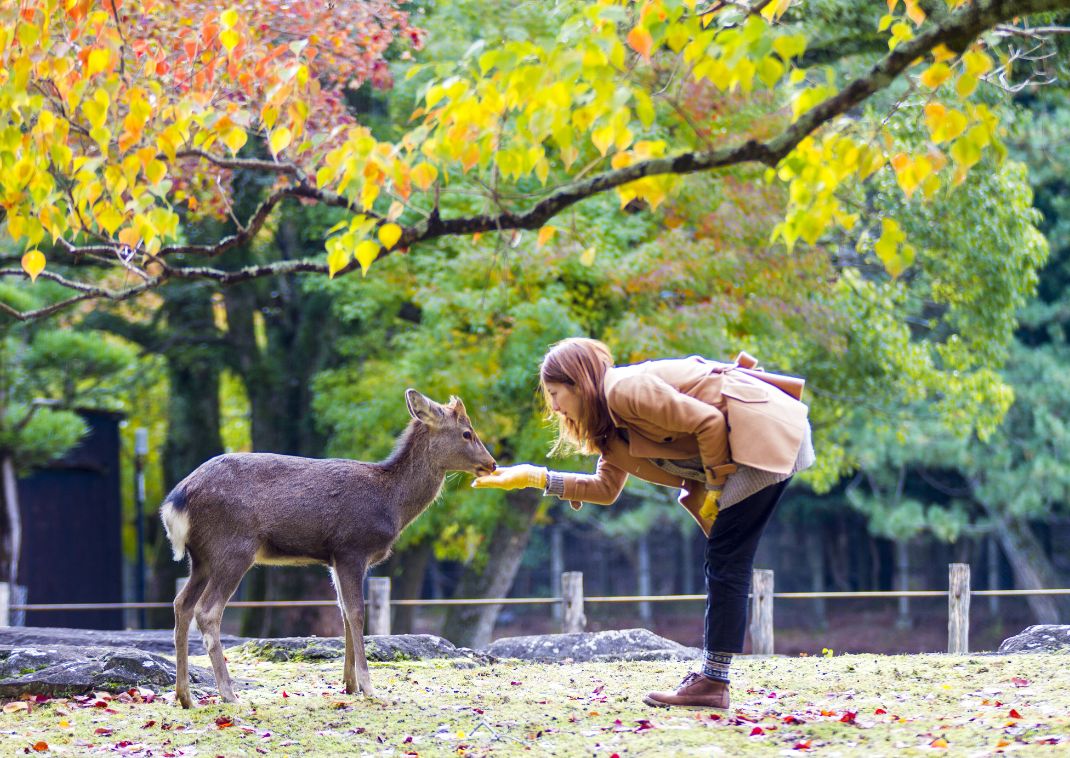 Az őszi évszak sárguló levelei a Nara parkban, Japán