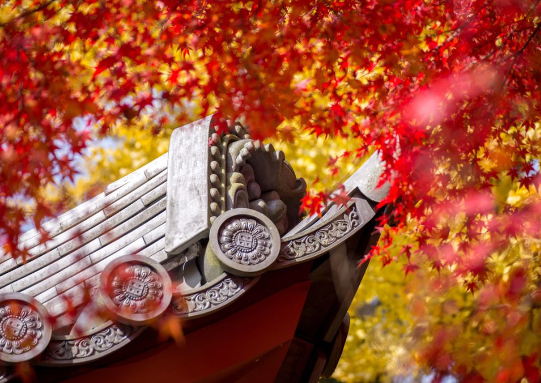 Díszes japán templomtető színes ginkgo- és juharlevelek között Kiotóban, Japán