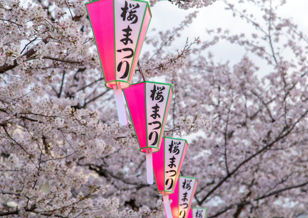 Lámpások a virágzó cseresznyefák alatt