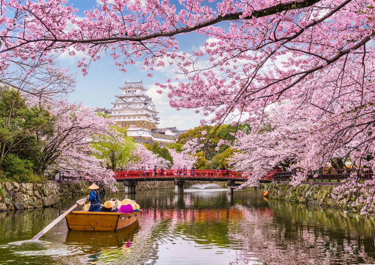 Gyönyörű rózsaszín cseresznyevirágok a japán Himeji-kastély előtt tavasszal 
