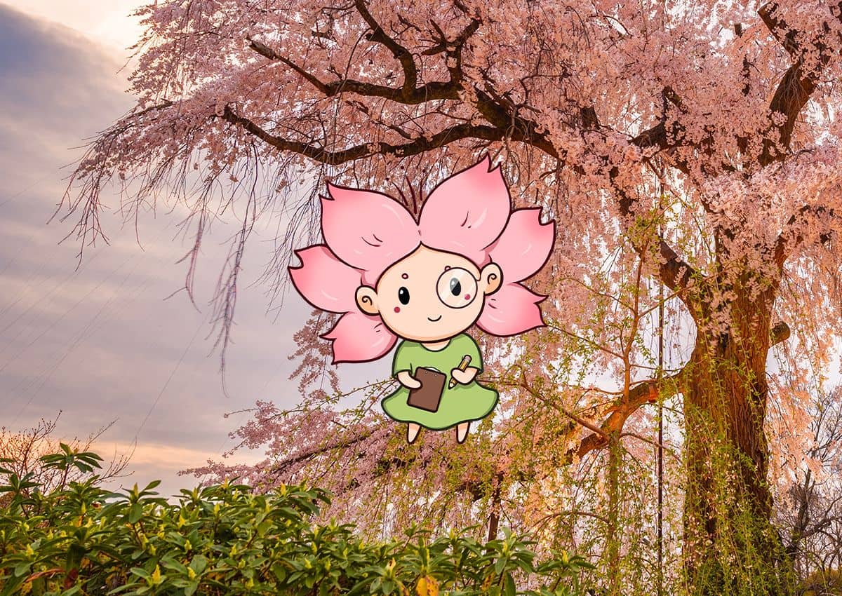 Mono-chan a Jindai Zakura cseresznyefa előtt