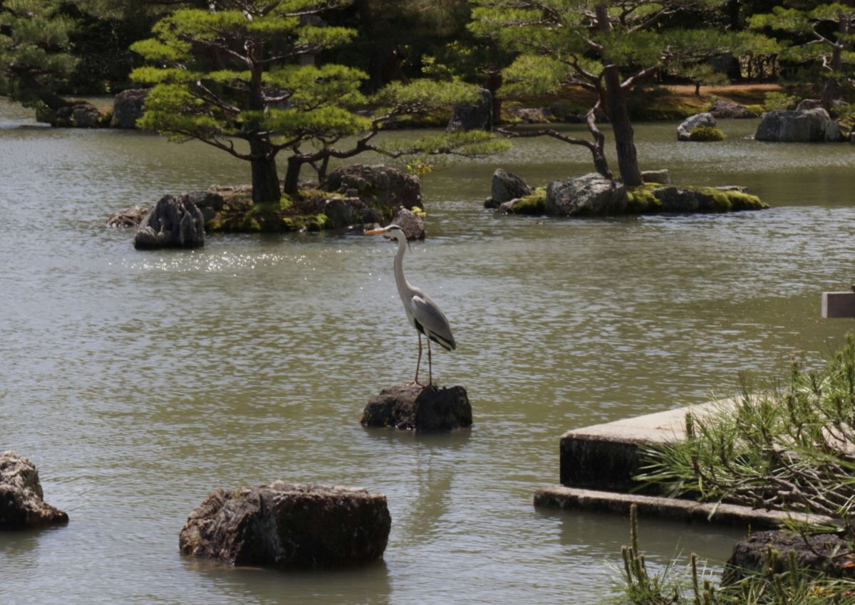 Kimonót viselő hölgy a Kinkaku-ji templomnál, Kiotó, Japán