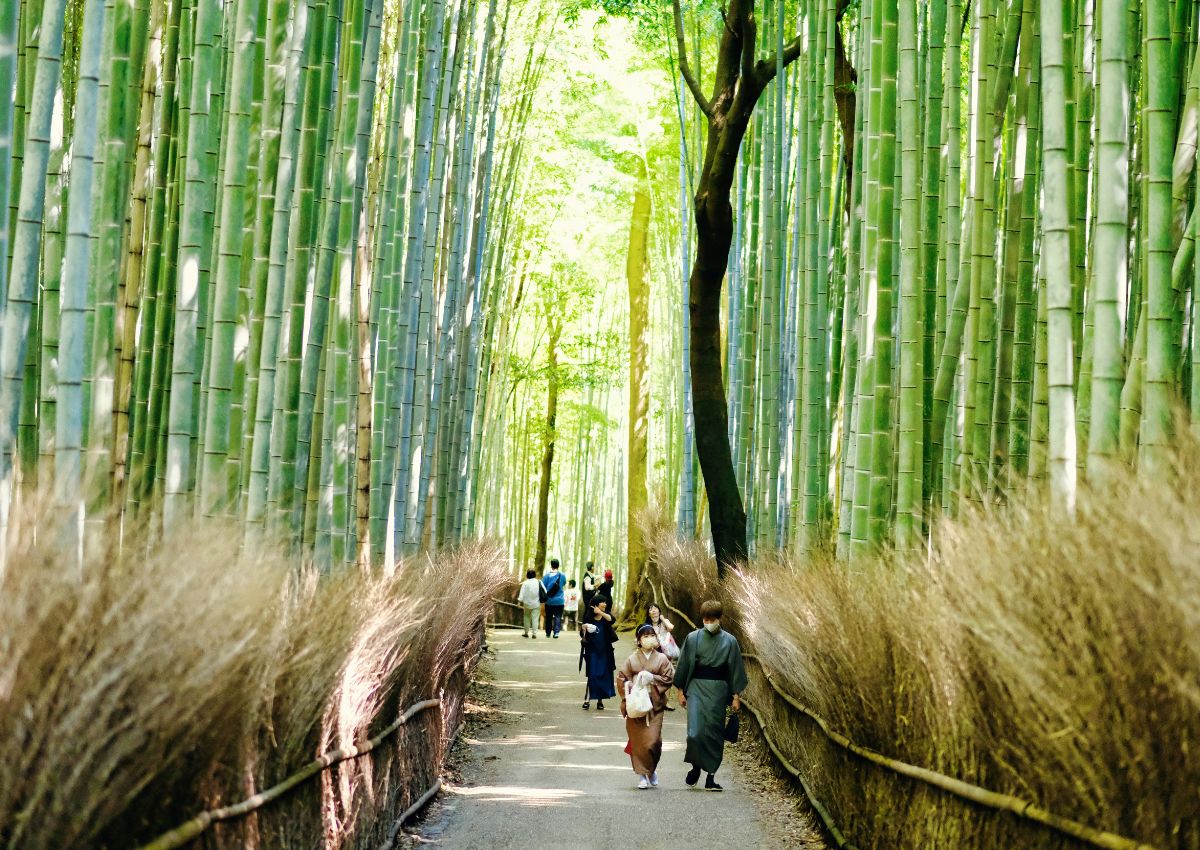 Az Arashiyama bambuszliget, Kiotó, Japán