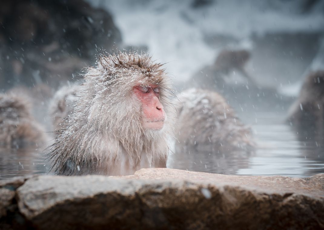 Hómajmok, Jigokudani, Nagano, Japán