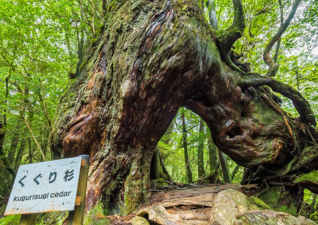 Yakushima mohaszőnyeggel borított erdeje, Japán