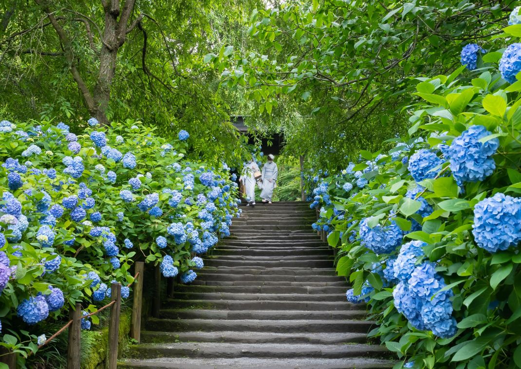 Yukatát viselő hölgyek a Meigetsuin templomban, Kamakura, Japán