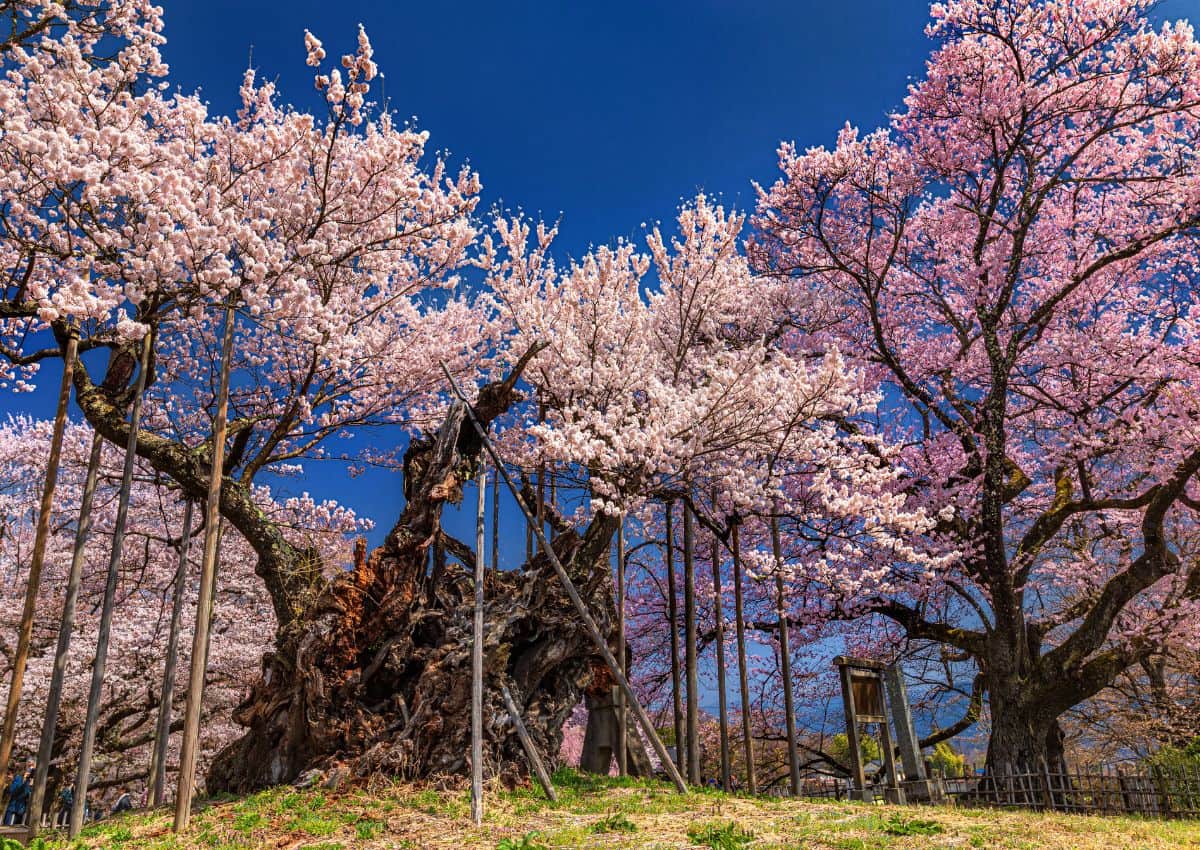 A Jindai Zakura cseresznyefa Yamanashi prefektúrában