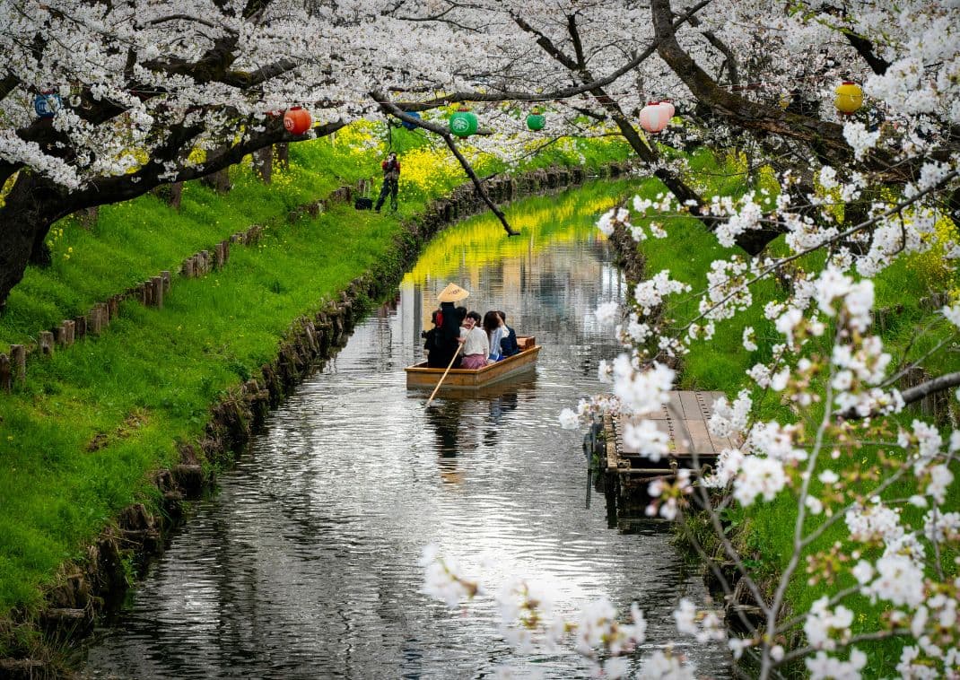 Csónakázás virágzó cseresznyefák között Kawagoe kis folyóján, Saitama, Japán