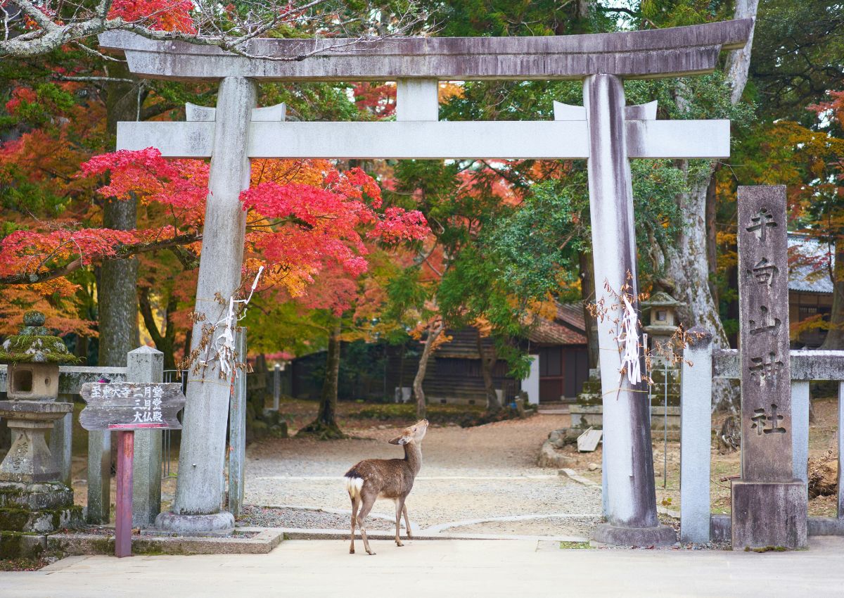 Őszi színek között sétáló szarvas a Nara parkban, Japán