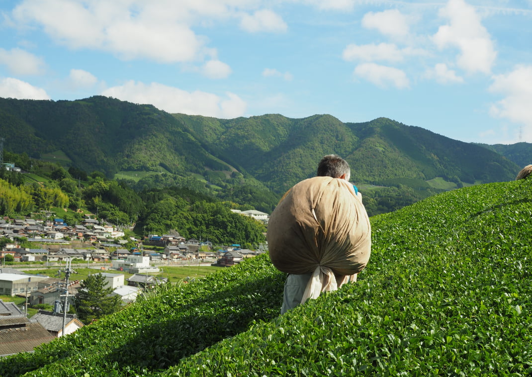 Wazuka a barátságos emberek és kiváló matcha teák helye. Uji környéke teraszos teaültetvényeinek látványa, Kiotó prefektúra, Japán