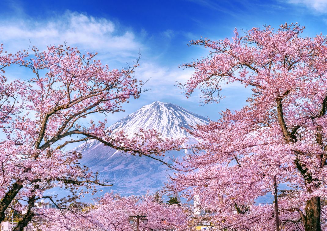 Fuji-hegy cseresznyevirágokkal, Japán