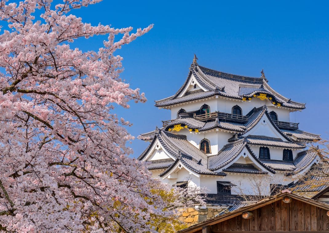 Hikone, Japán – a Hikone kastély tavasszal