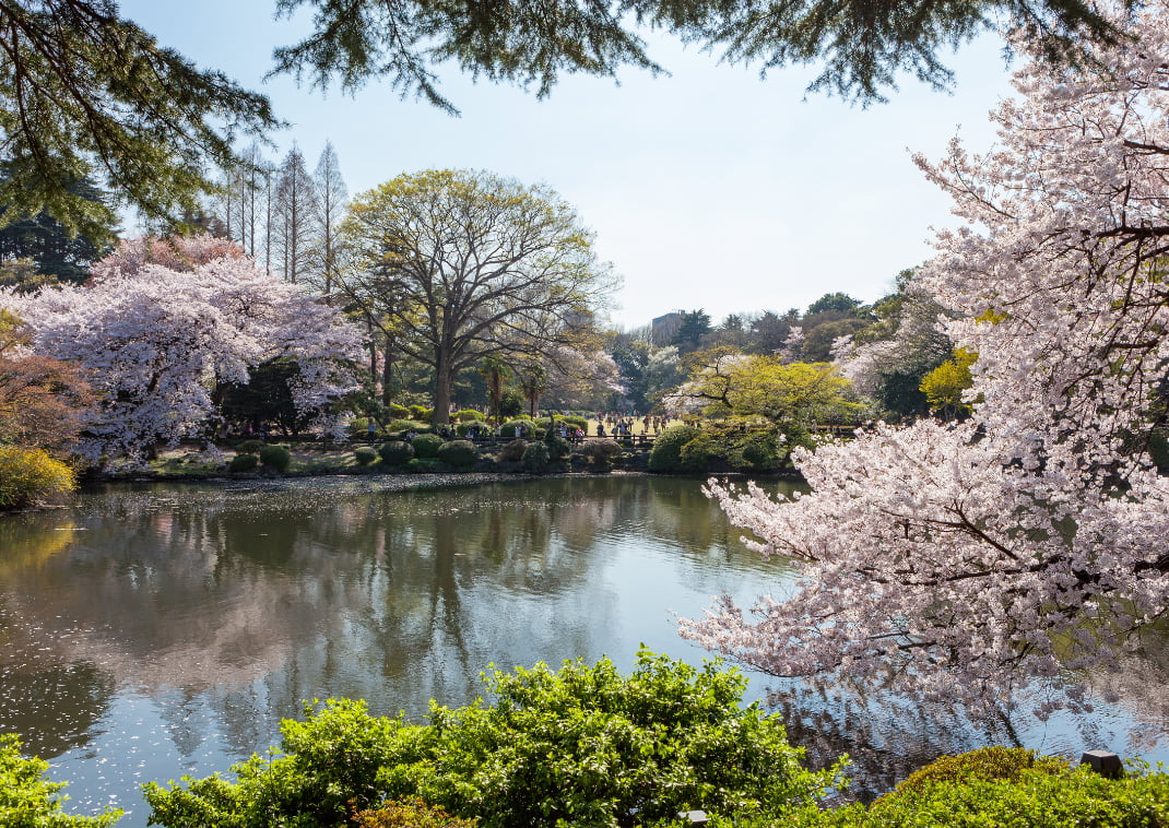 A Shinjuku Gyoen Nemzeti Kert tava virágzó cseresznyefákkal.