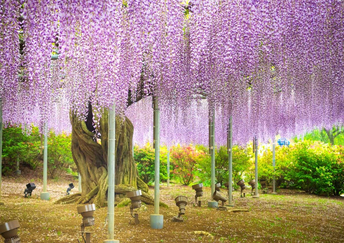 Lilaakác virágzás az Ashikaga Flower Parkban, Tochigi prefektúrában, Japánban