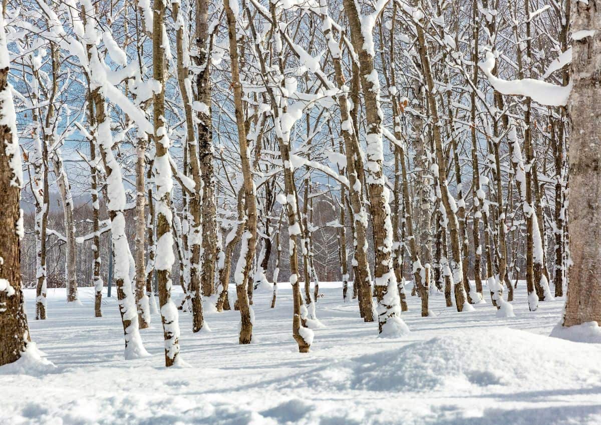 Hóval borított japán erdő, Hokkaido