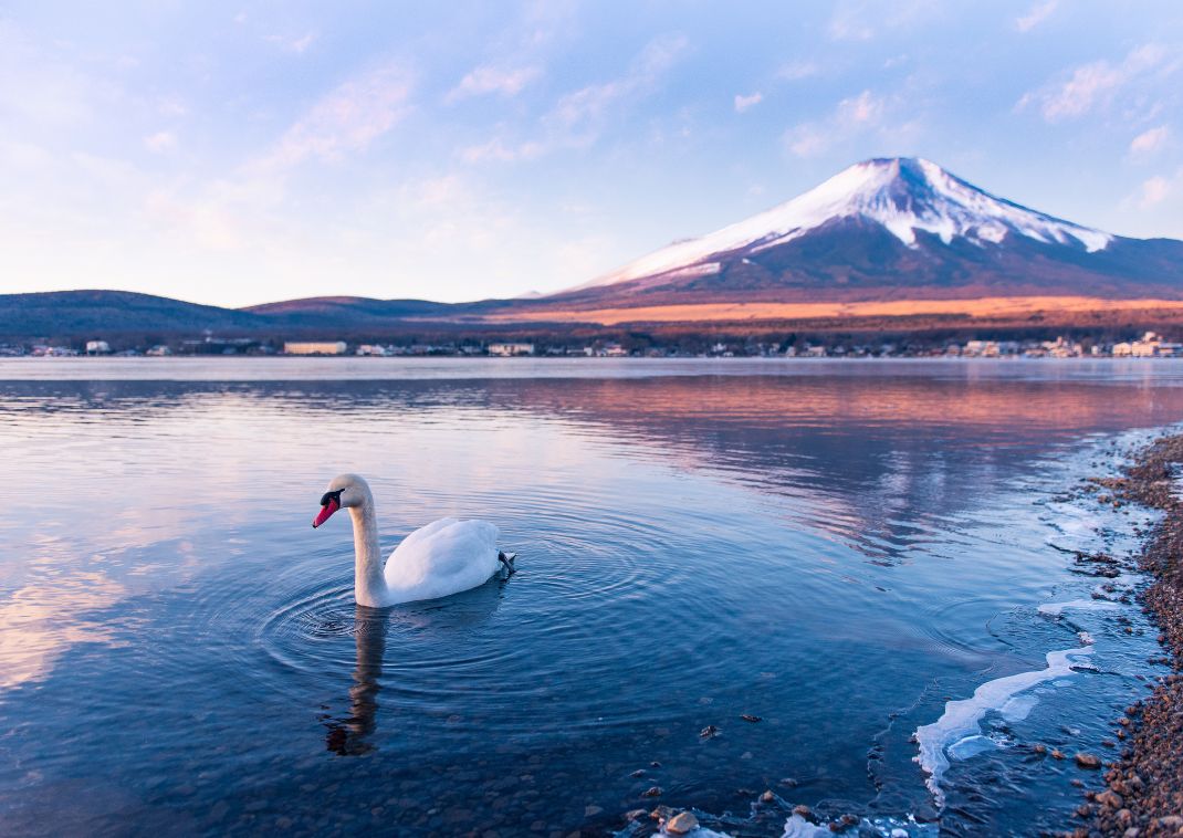 Hattyú a Jamanaka-tavon, háttérben a Fuji-heggyel


