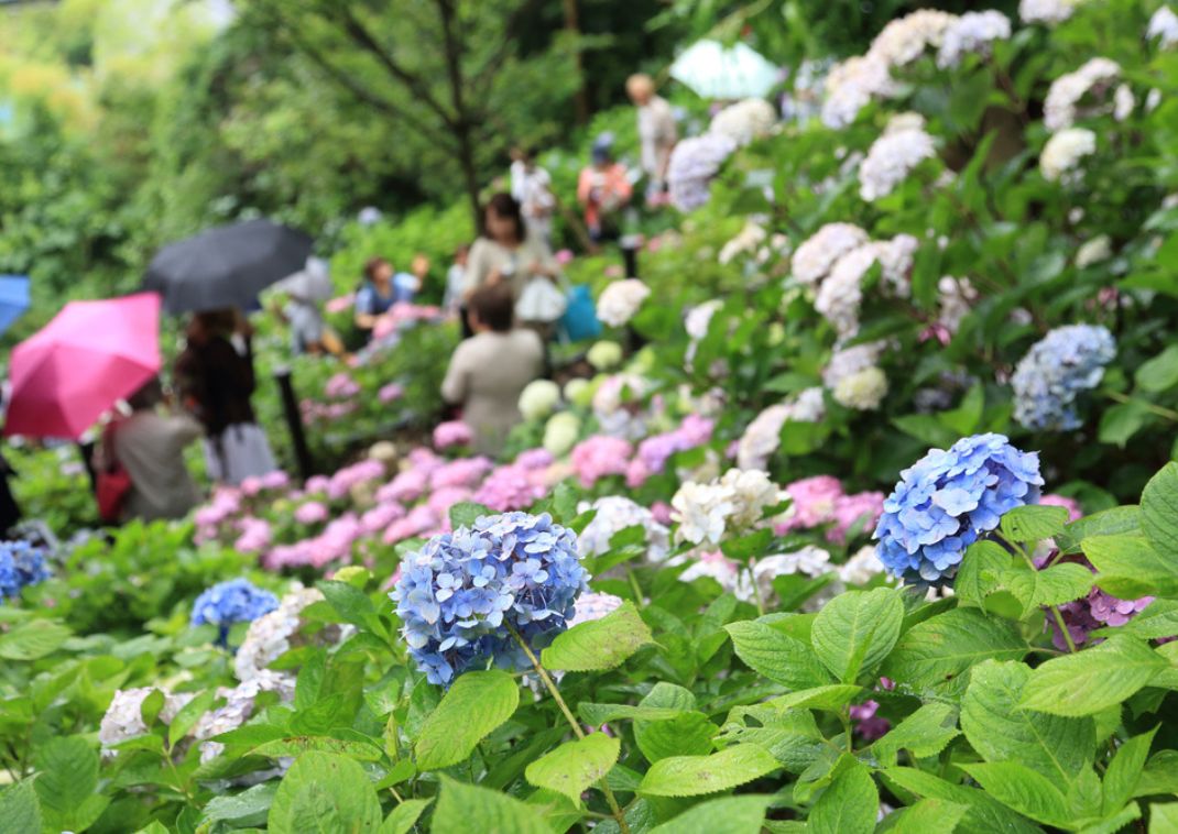Hortenzia fesztivál a Hase-dera templom területén, Kamakura, Japán