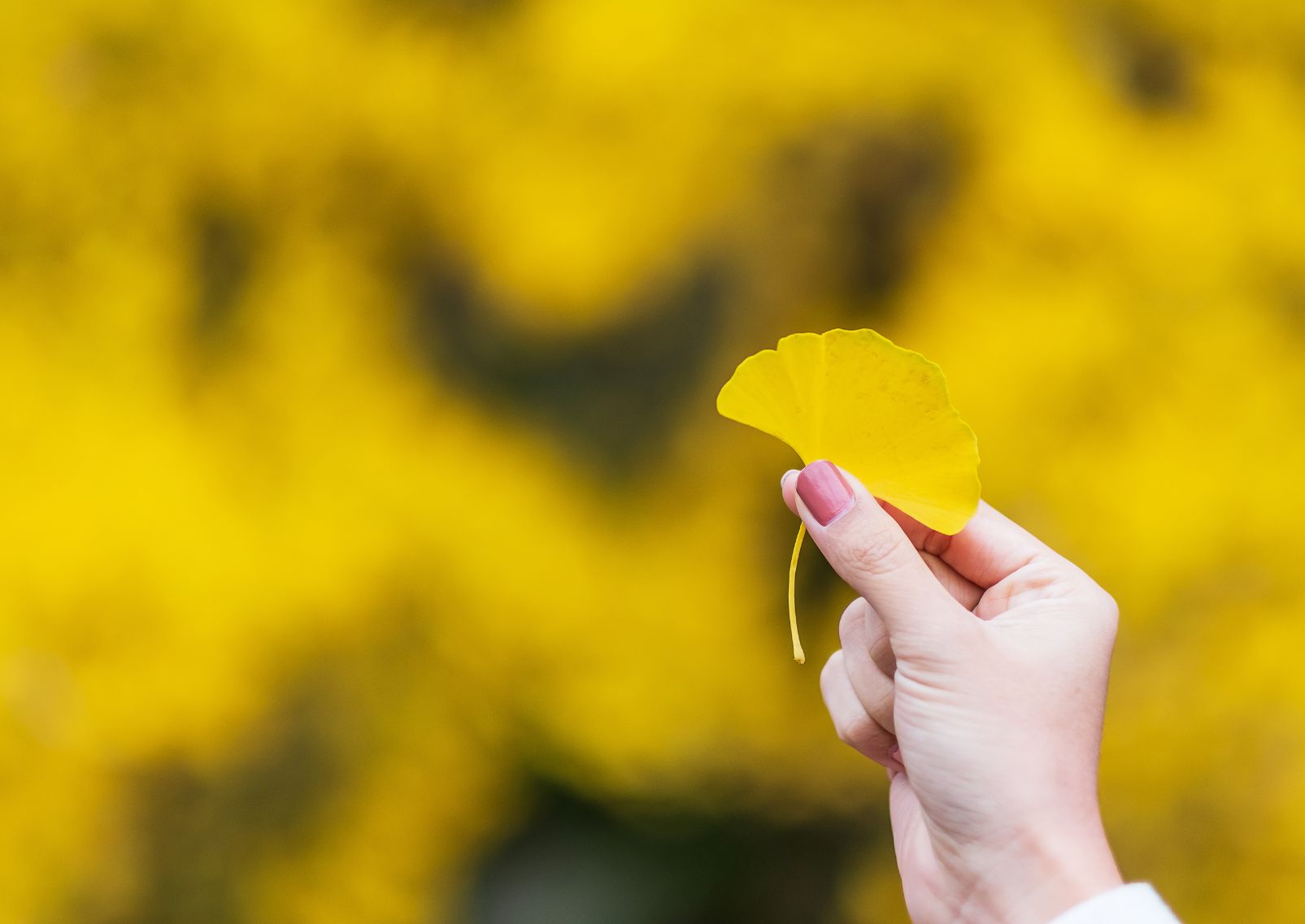 Női kéz egy sárga ginkgo biloba levelet tart az őszi kertben