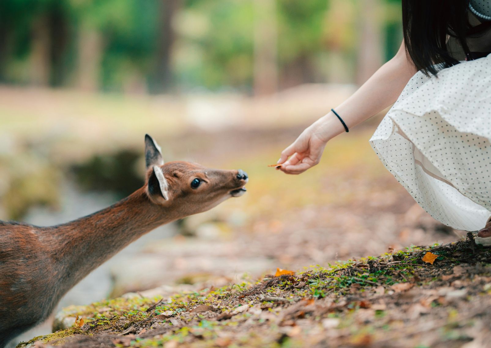Szarvas egy turista kezét nyalogatja egy szentély előtt Narában, Japán
