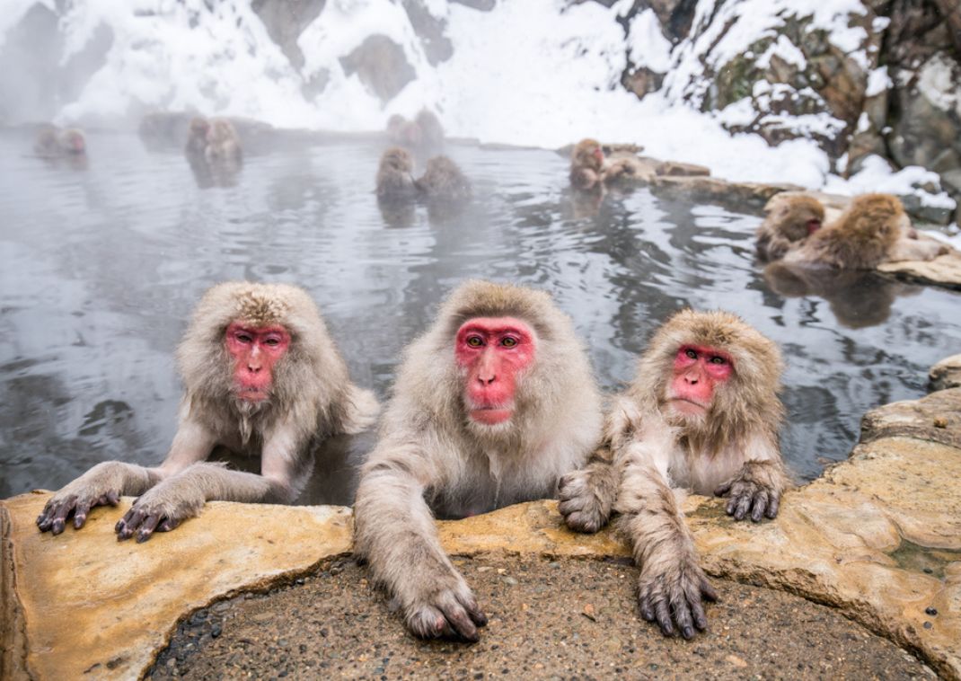 Fürdőző makákók a japán télben, Jigokudani