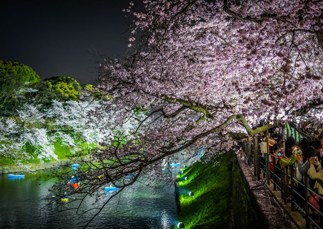 A Chidorigafuchi várárok éjszakai kivilágítással, Tokió, Japán