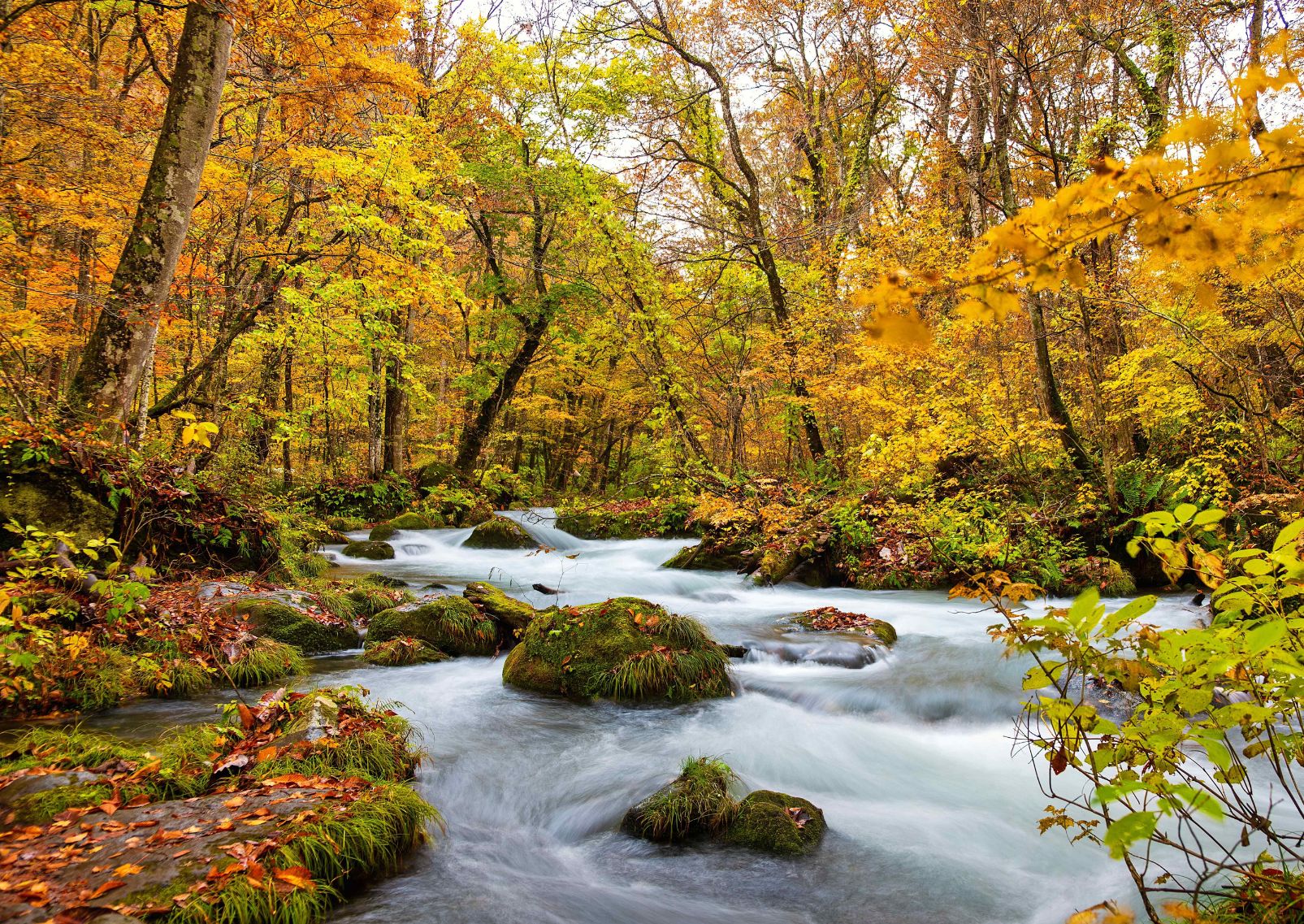 Őszi jelenet az Oirase pataknál, Towada, Japán