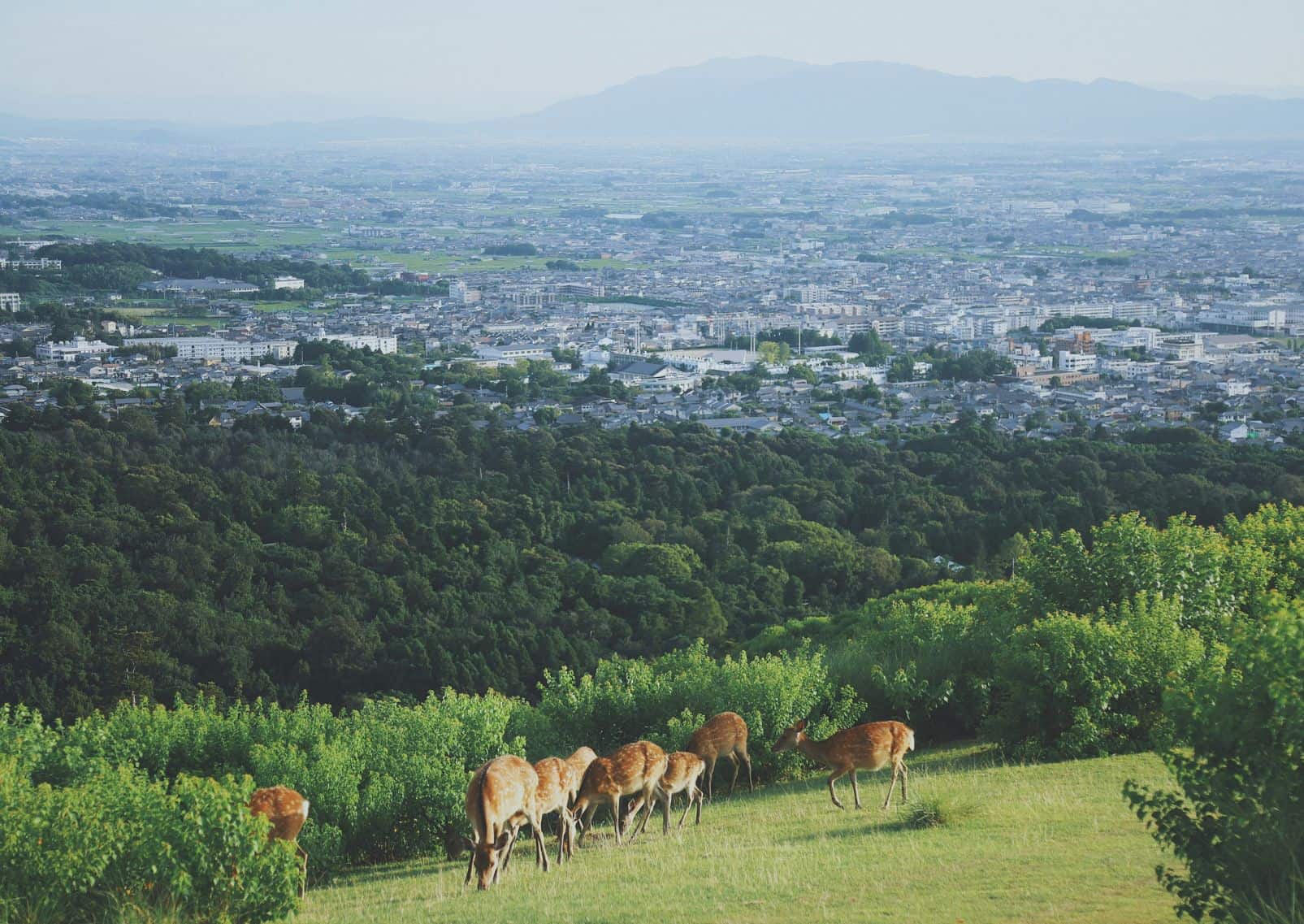Szarvascsorda a hegyekben, városi kilátással, Nara, Japán