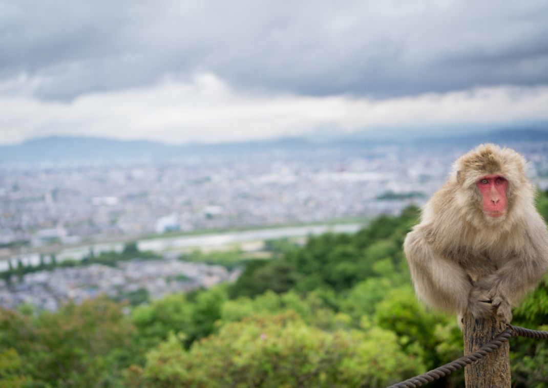 Makákó és a város panorámája, Arashiyama.