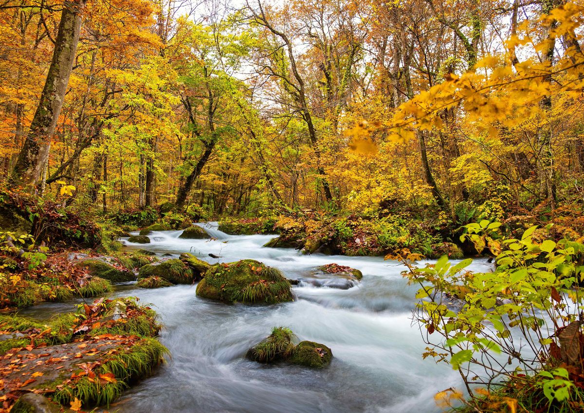 Az Oirase-szurdok ősszel, Aomori prefektúrában, Japánban.