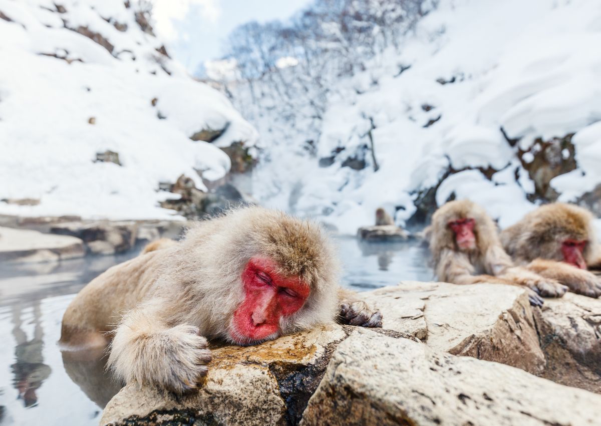 Hófödte hegyek között, termálforrásban pihenő japán makákók.