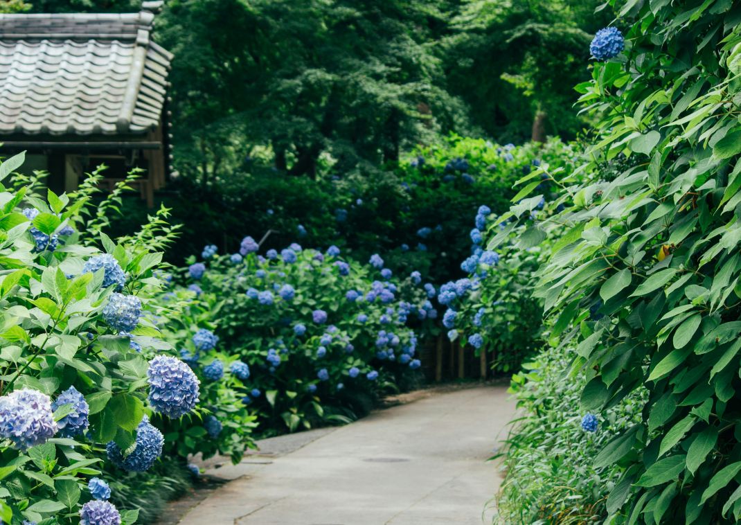 Hortenzia a Hasedera templom kertjében, Kamakura, Japán