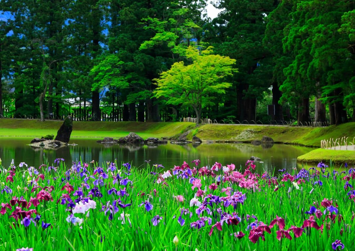 Íriszkert Hiraizumiban, Iwate prefektúrában