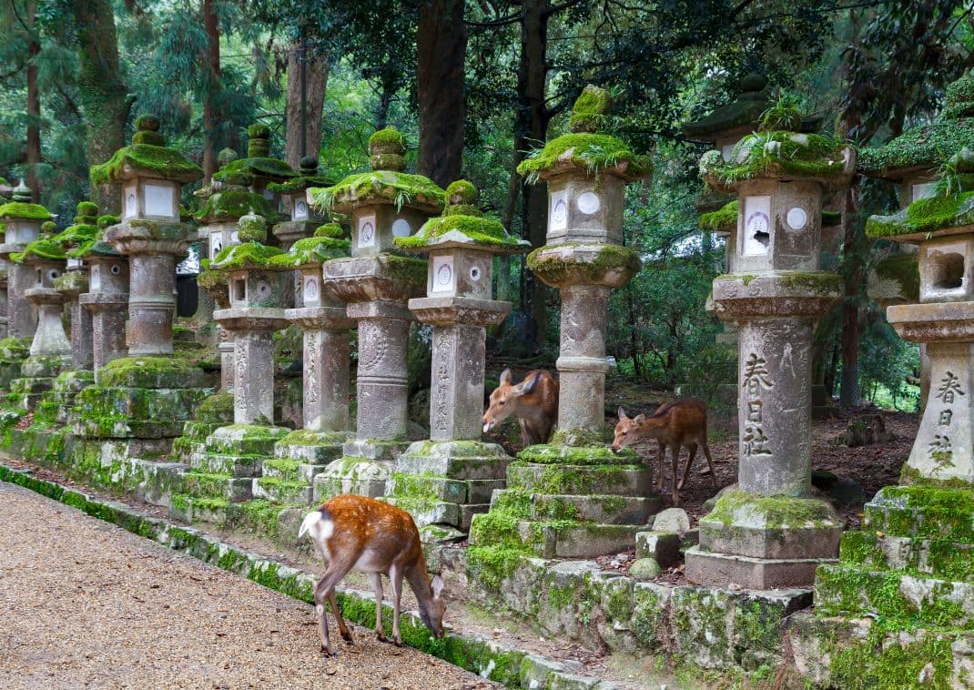 Kőlámpások és szarvasok a Kasuga Taisha szentélyben, Narában, Japánban