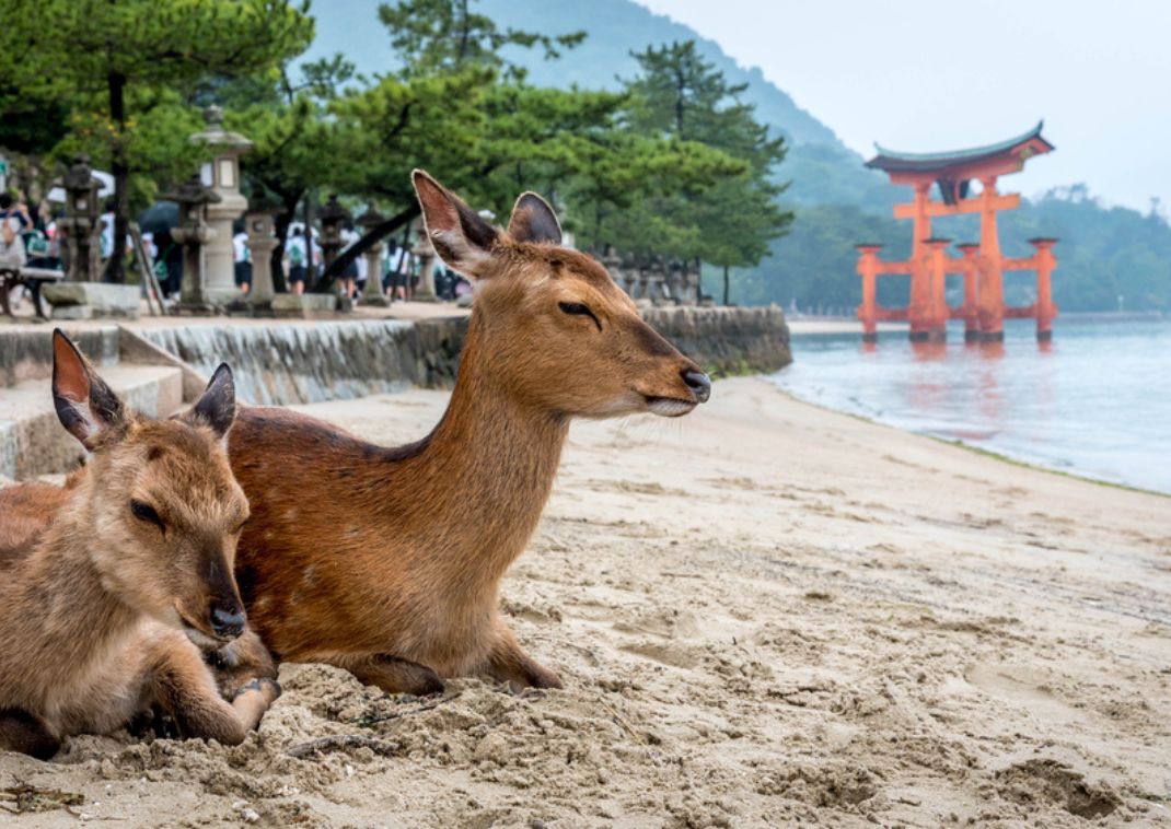 A szarvasok kimondottan kedvelik az ember közelségét, Miyajima