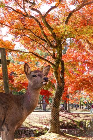 Őzike az őszi Nara Parkban, Nara, Japán