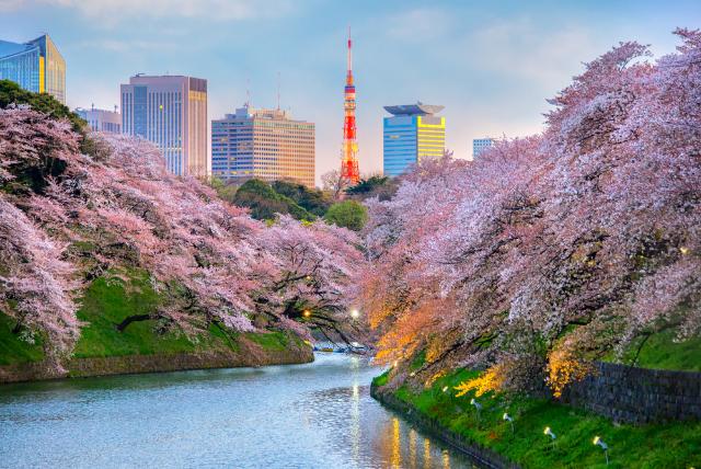 Tokió, Császári kert cseresznyevirágzás idején, Japán 