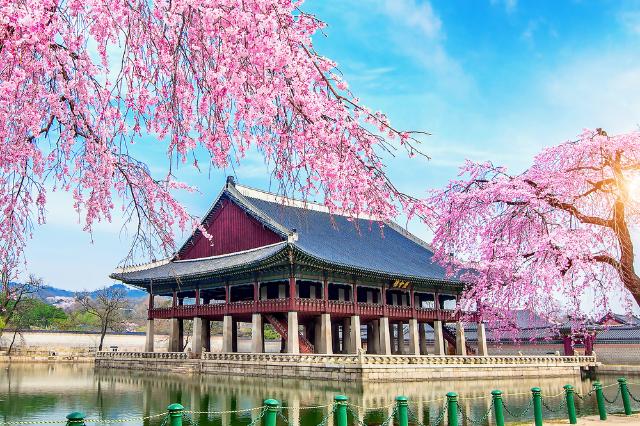 A Gyeongbokgung palota cseresznyevirágokkal tavasszal, Szöul