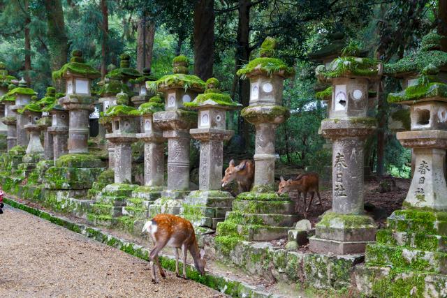 Szarvasok a Kasuga nagyszentélynél, Nara 