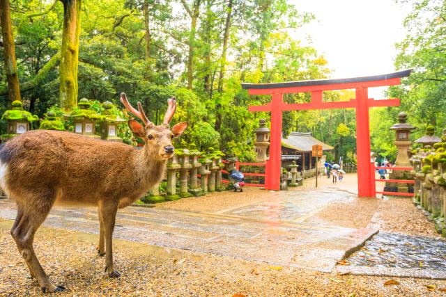 Szarvas a Nara parkban, Nara 