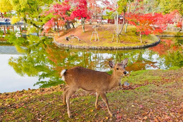 Fiatal őz a Nara Parkban