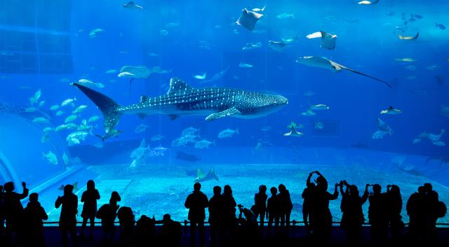 Kuroshio akvárium az Okinawa Churaumi Aquariumban 