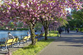 Járókelők az Ueno parkban, Tokió 