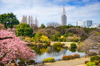 Virágba borult Shinjuku Gyoen park, Tokió