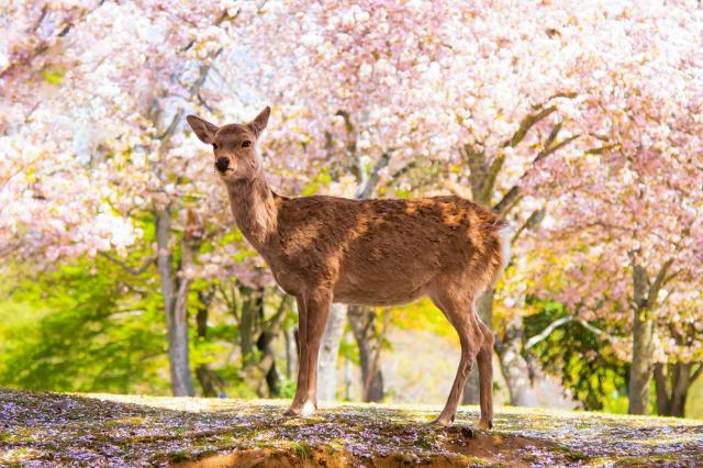 Szarvas a cseresznyevirágoktól pompázó Nara parkban, Nara 