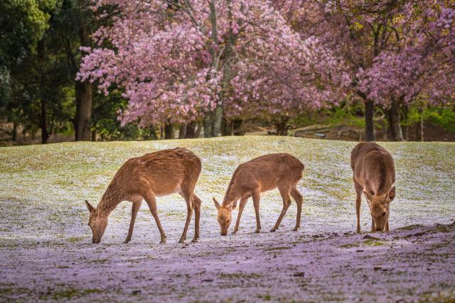 A Nara park tavasszal, Nara 