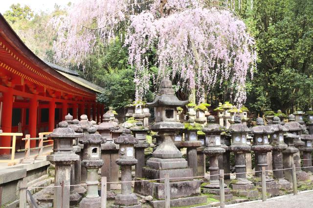 A Kasuga Taisha szentély kőlámpásai, Nara