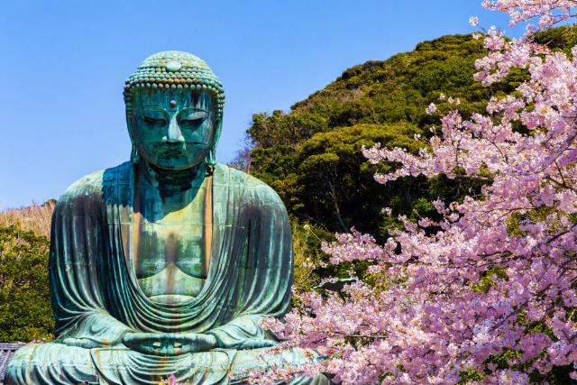 A Nagy Buddha cseresznyevirágokkal, Kamakura 