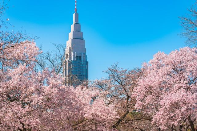 Tavasz a Shinjuku Gyoen kertben, Tokió